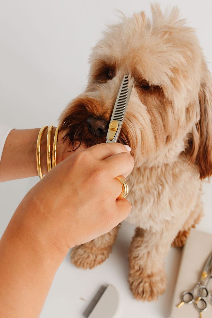 Chocolate Labrador puppy nail trim