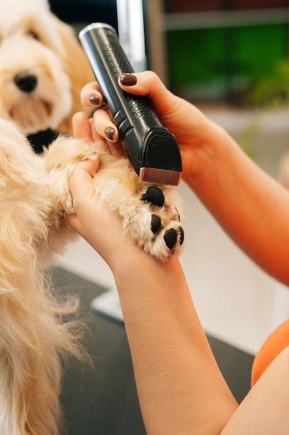 Cavalier King Charles being trimmed