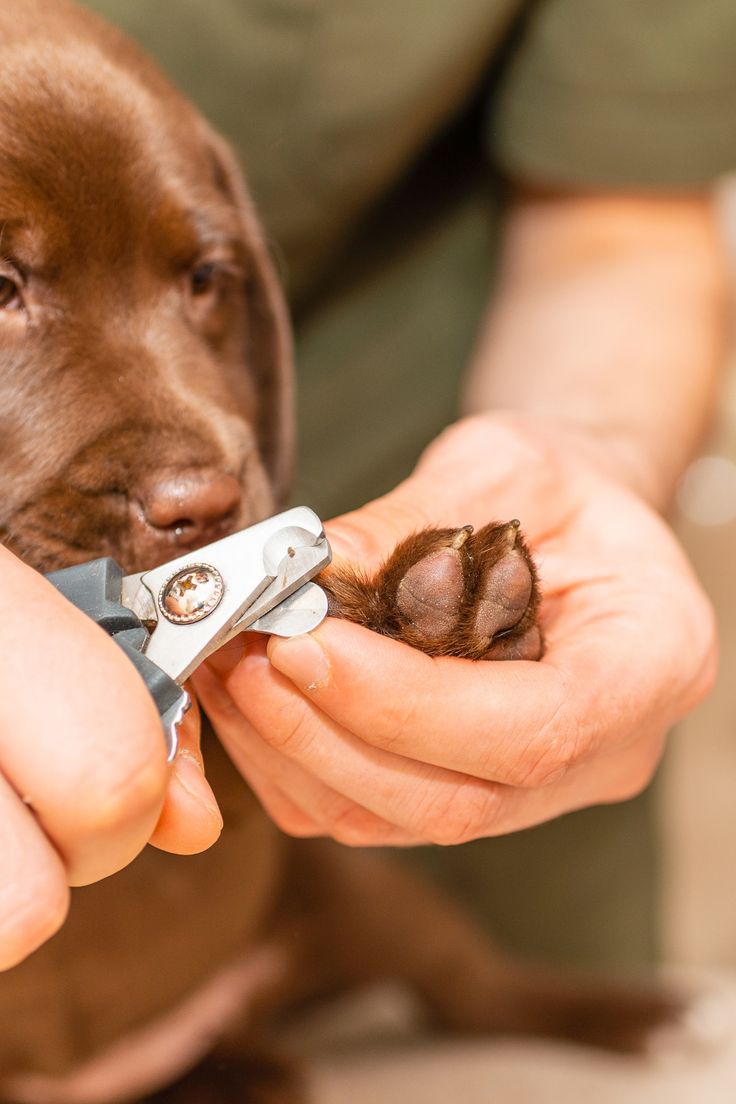 Pup paw pad trim with clippers