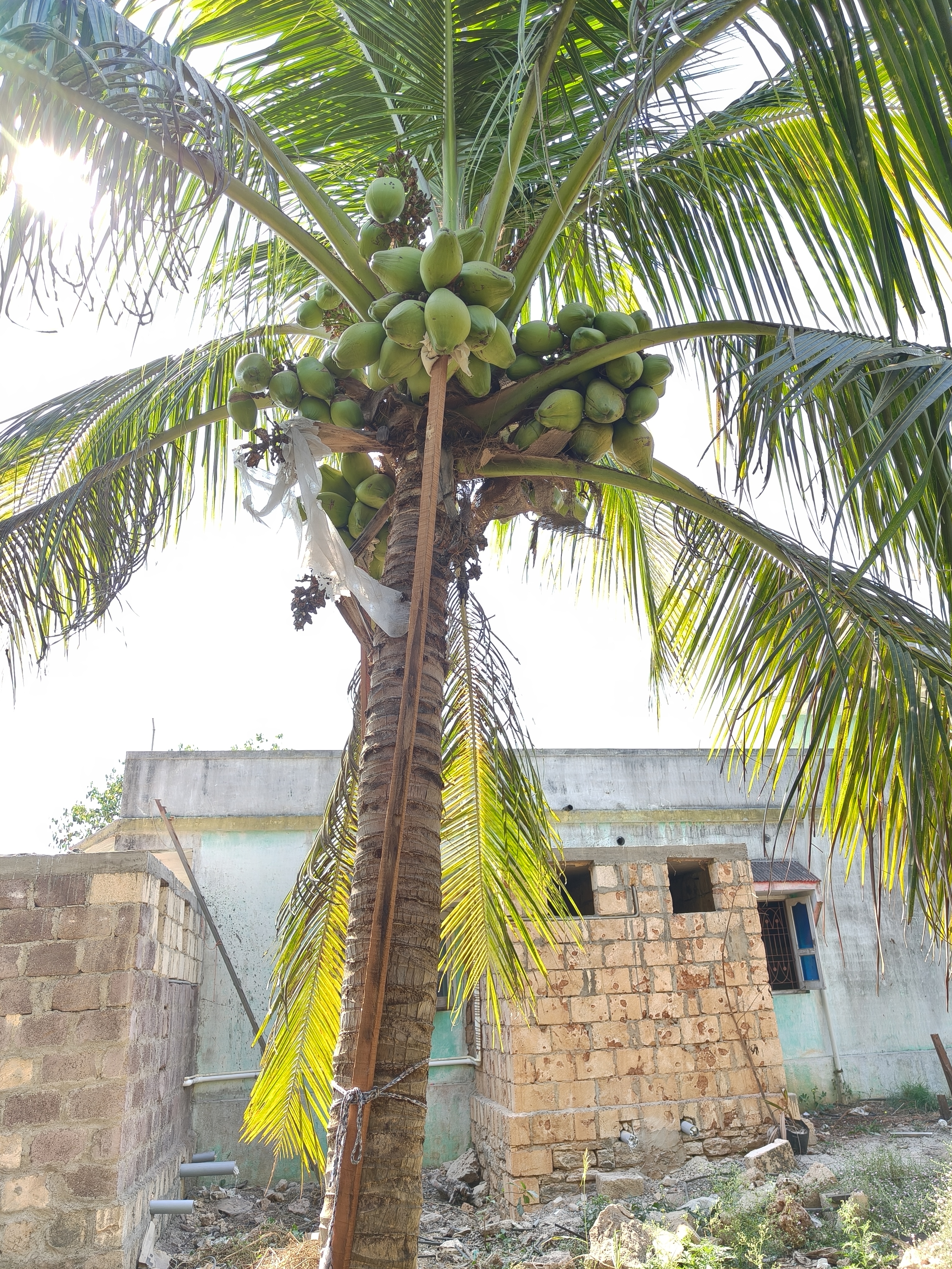 Full Mother Palm tree