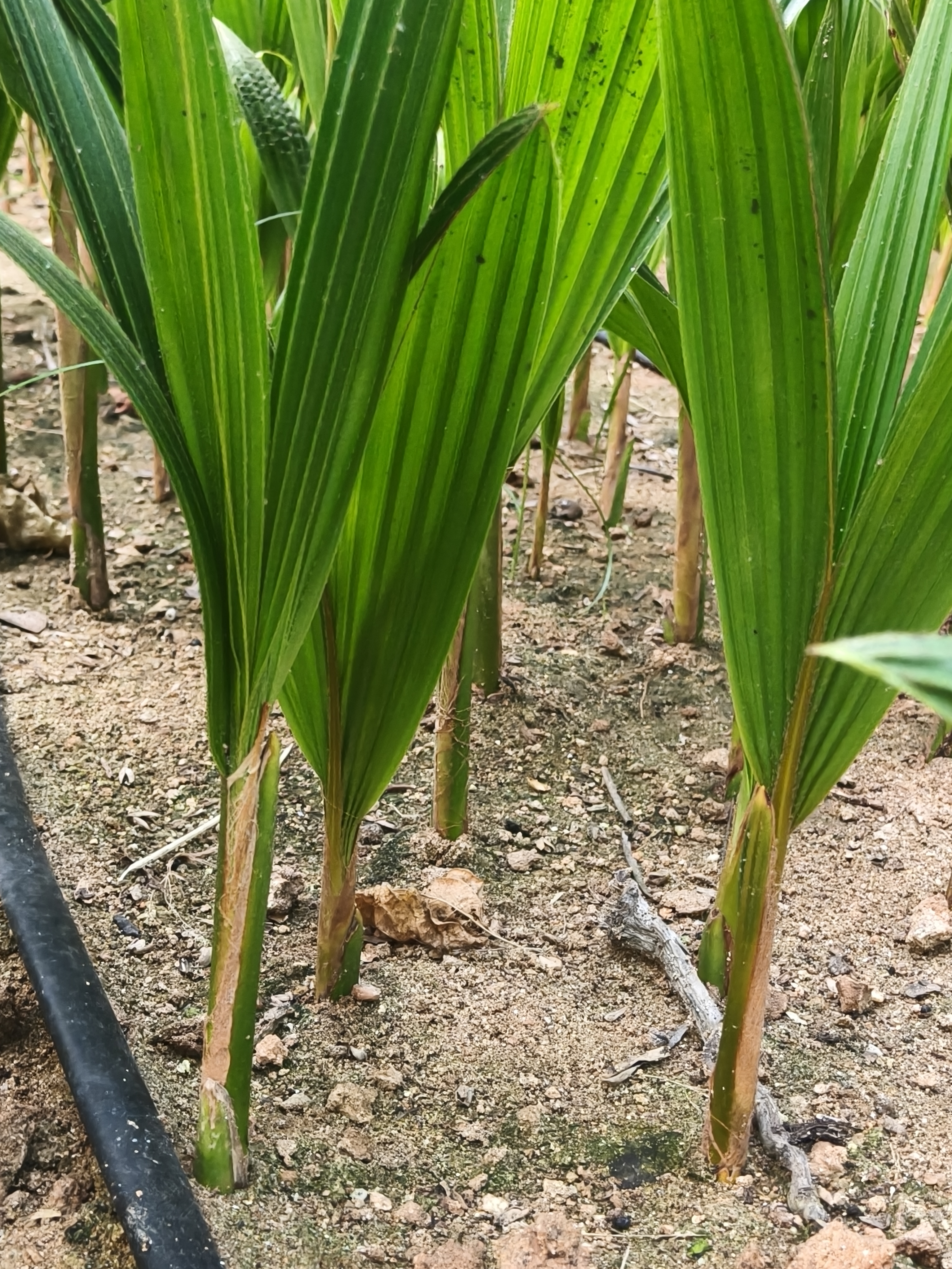Coconut seedlings at Kishan Coconut Nursery