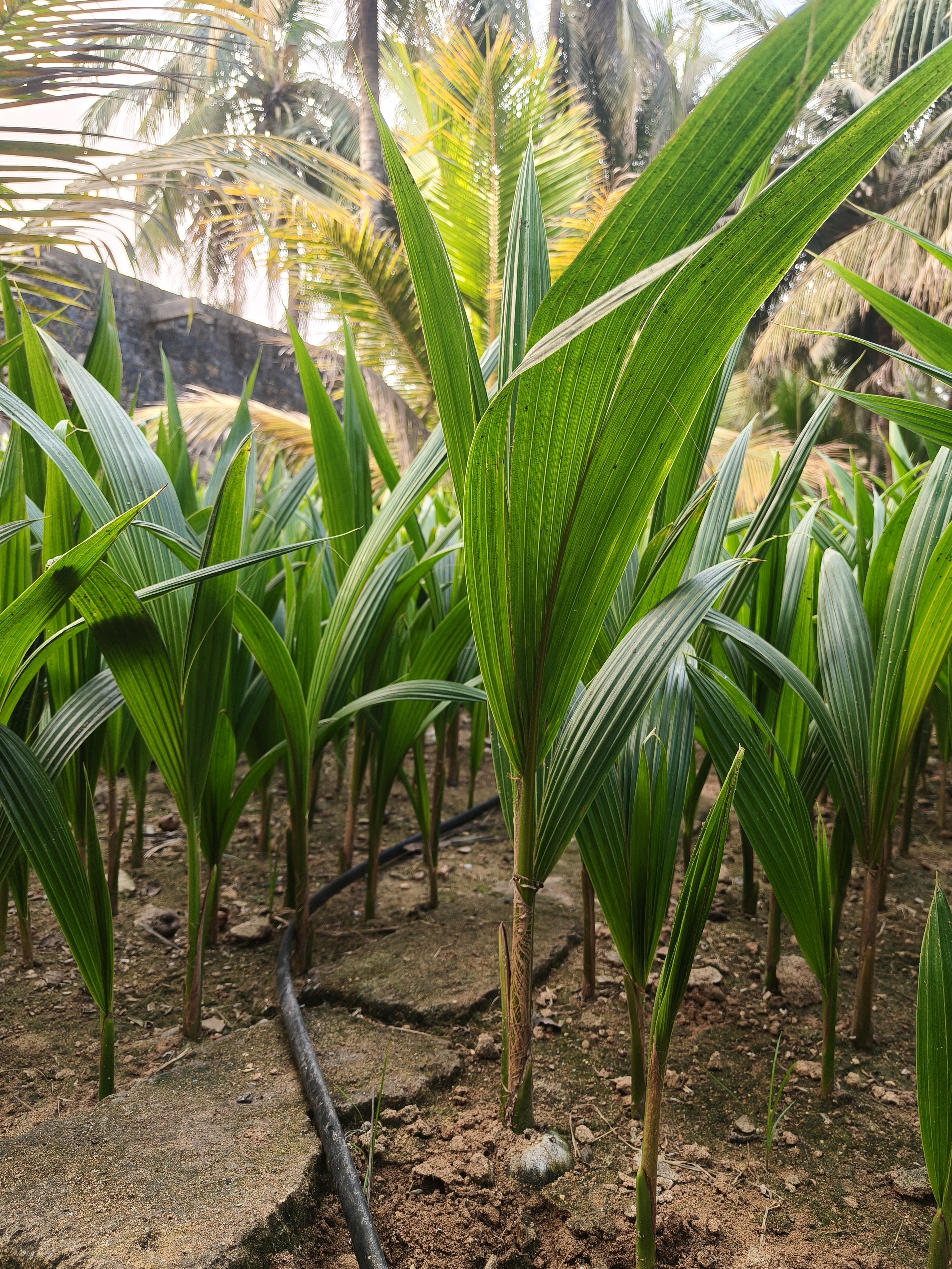 Hybrid Coconut Seedlings at Kishan Coconut Nursery