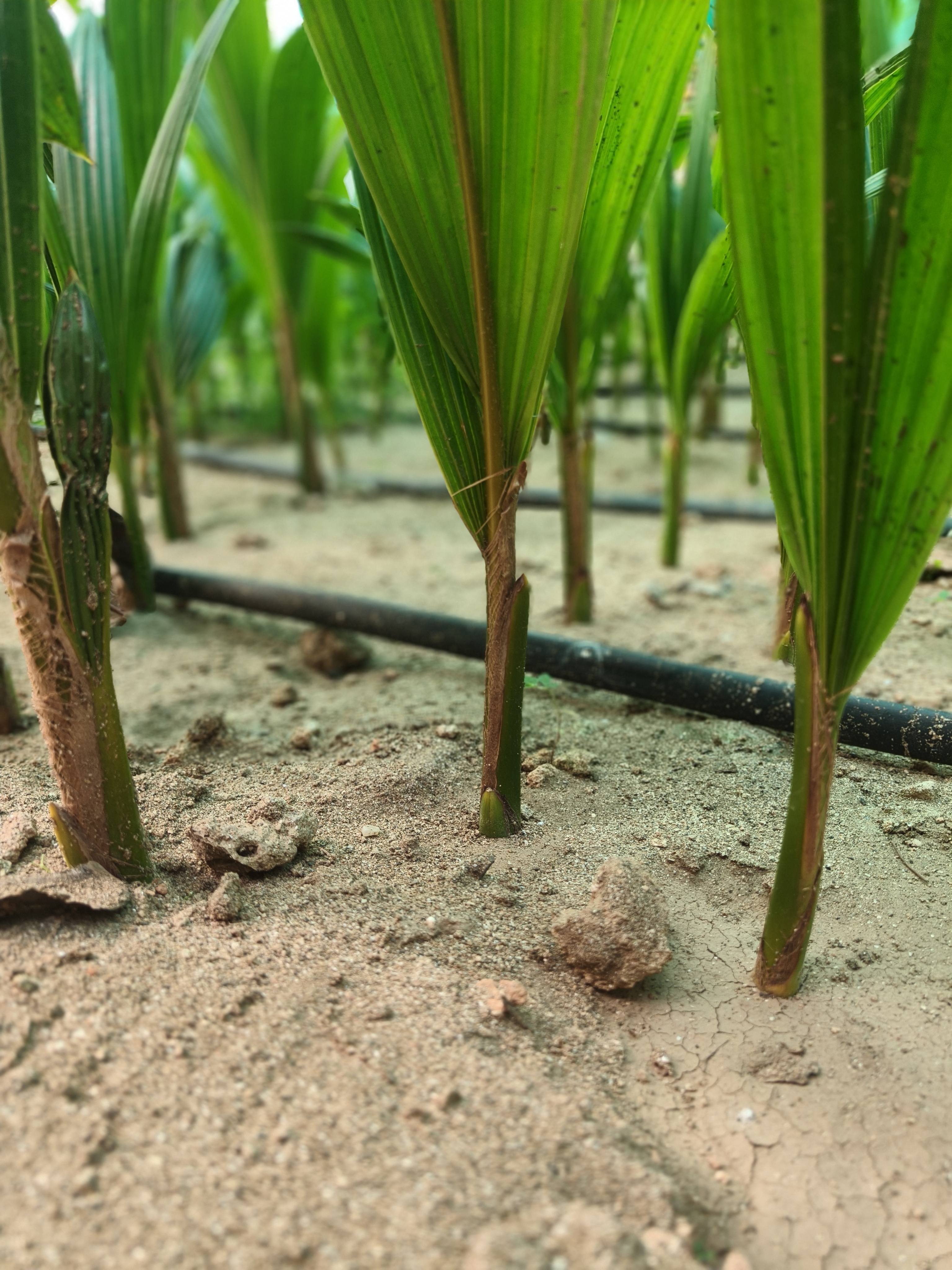 Hybrid Coconut Seedlings nursery at Kishan Coconut Nursery