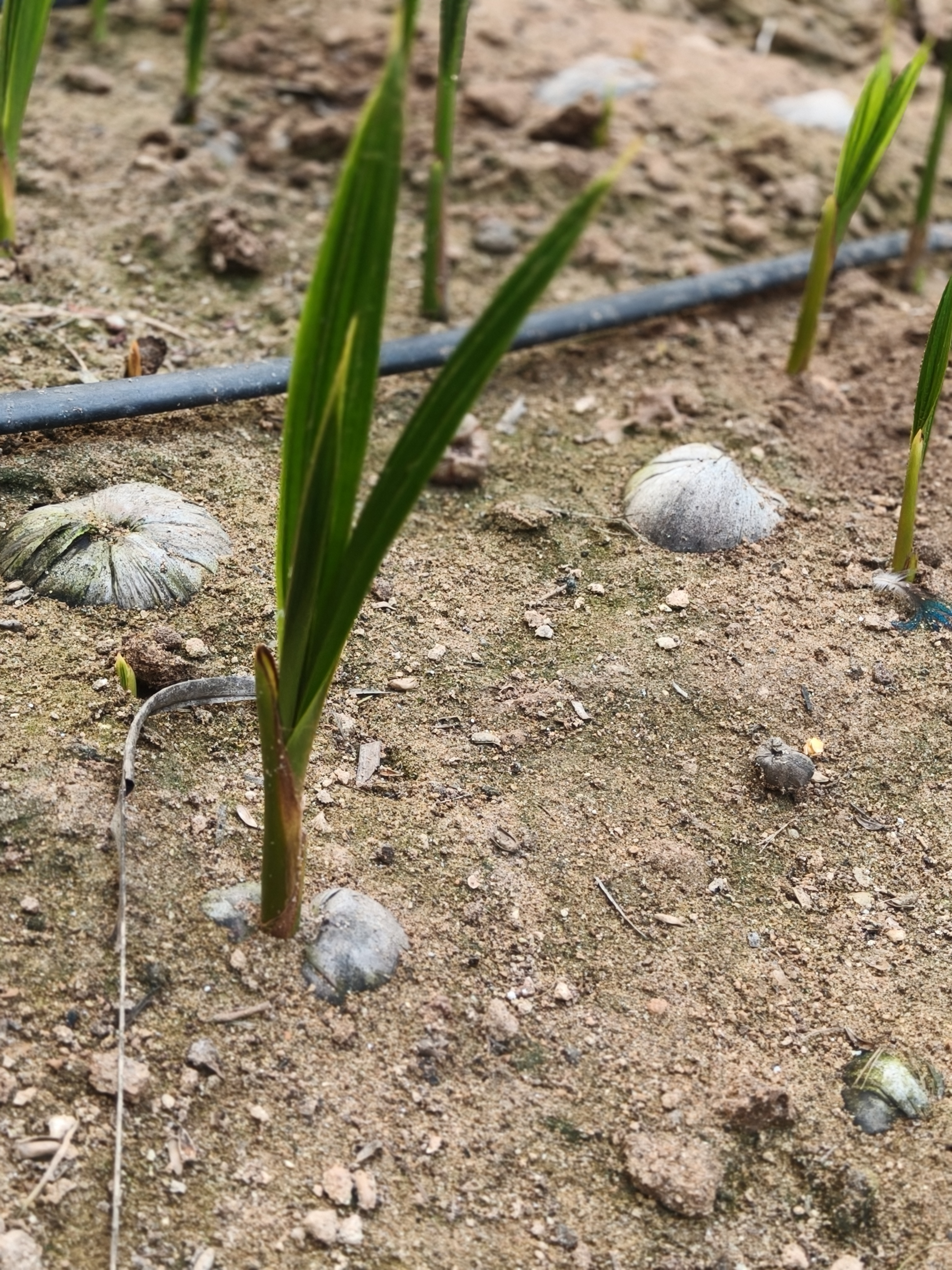 Hybrid Coconut Seedlings at Kishan Coconut Nursery