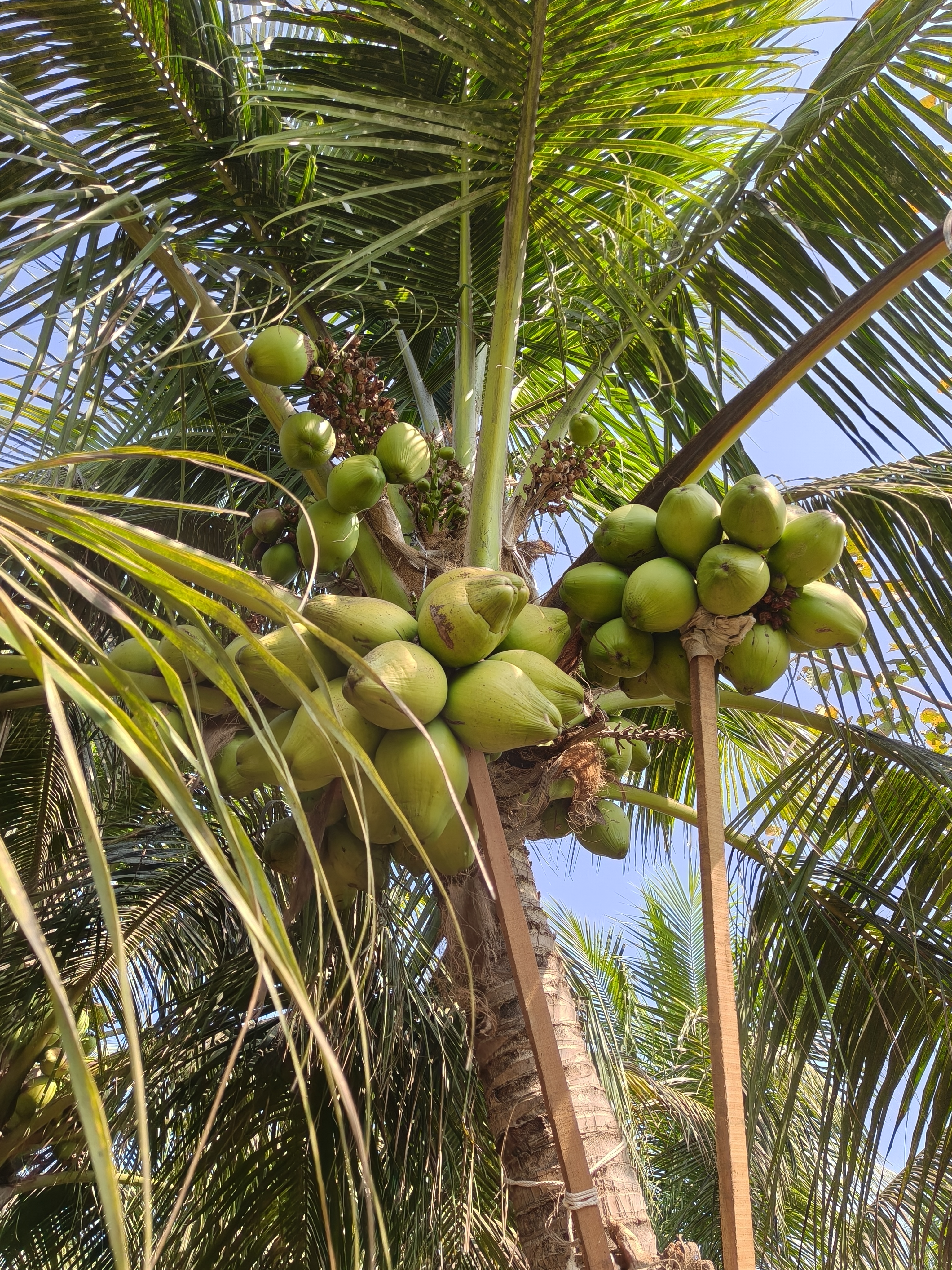 Mother Palm with coconuts