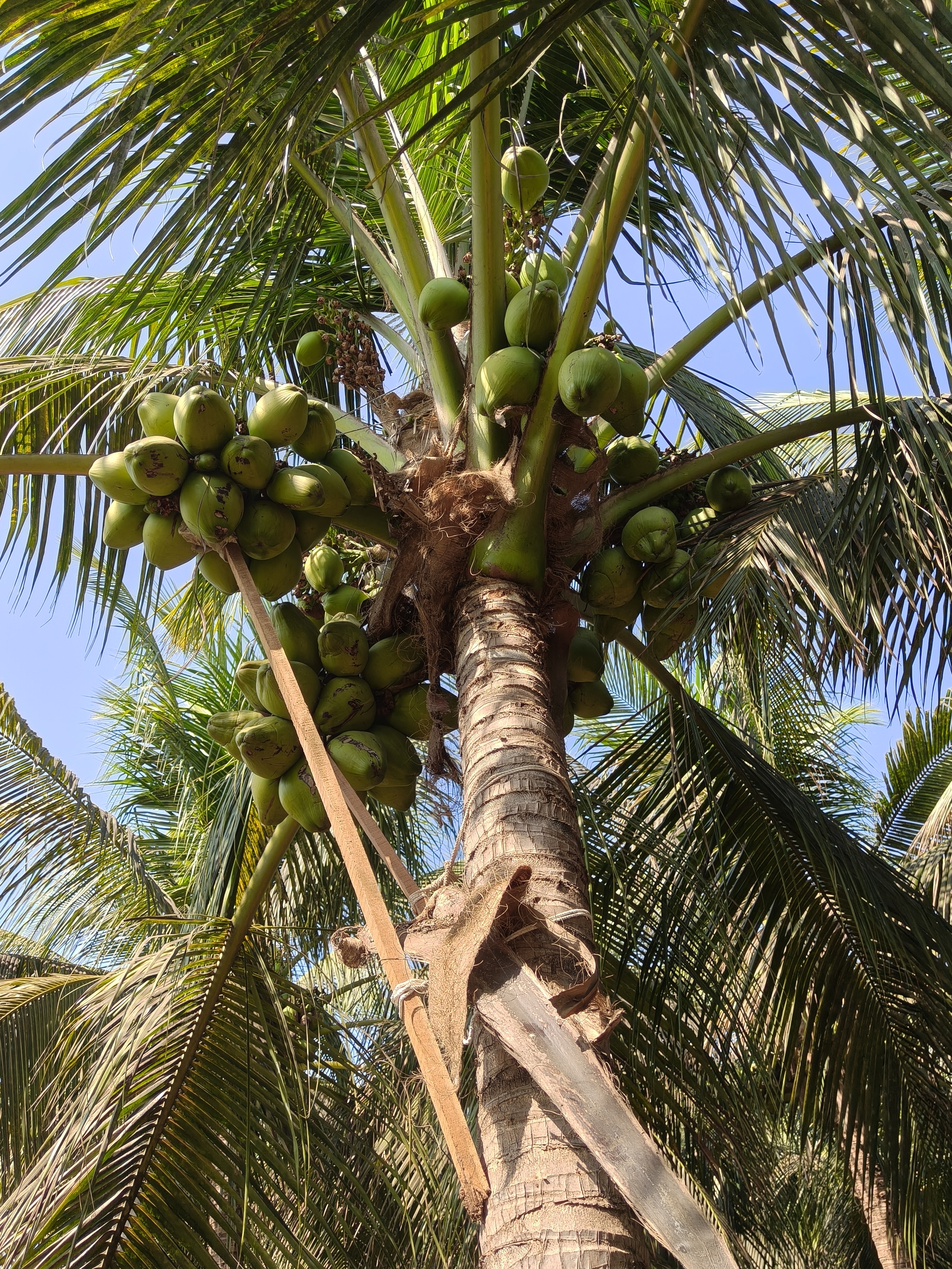 Mother Palm with coconuts