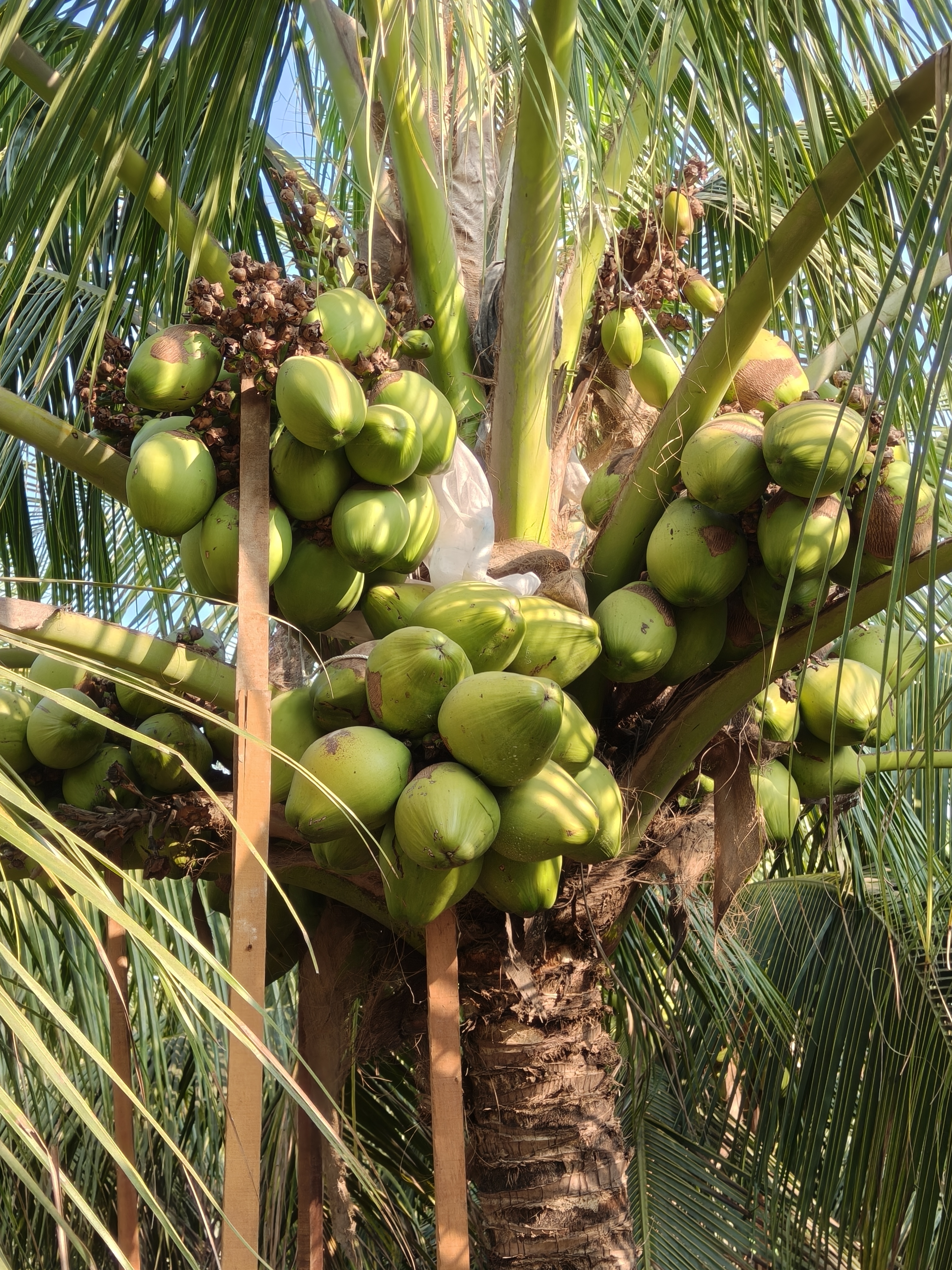 Mother Palm with coconuts