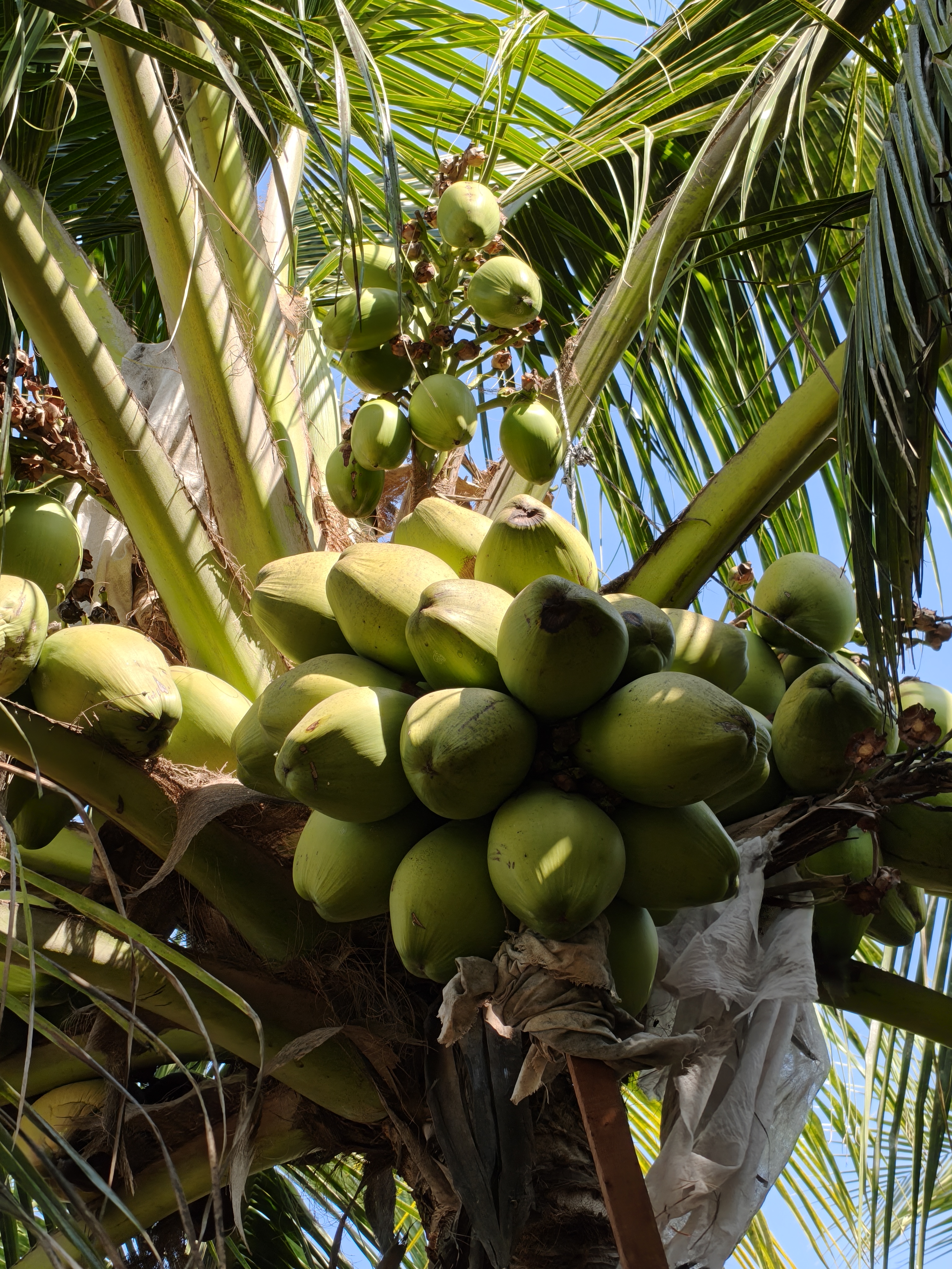 Mother Palm with coconuts