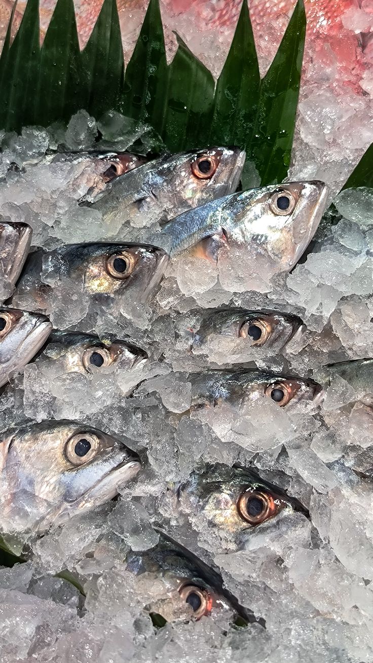 Fresh seafood daily