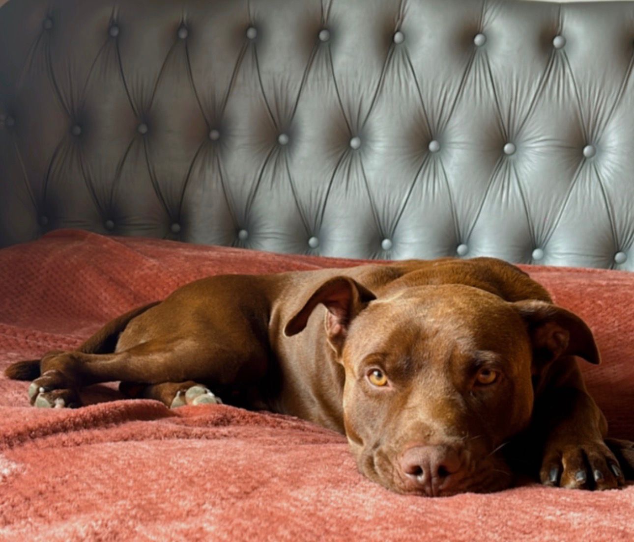 Pitbull relaxando no sofá