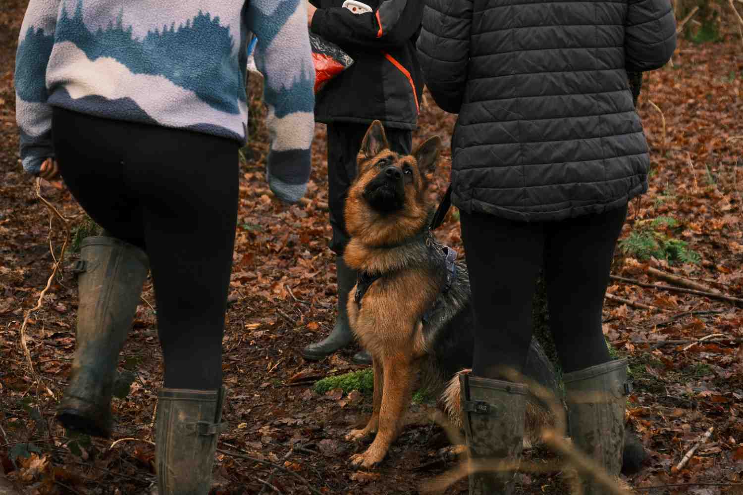 German Shepherd enjoying scent work training with handlers near Malmesbury