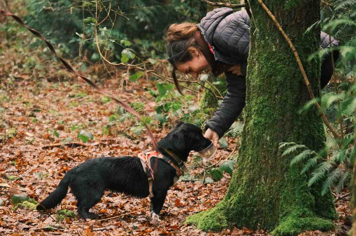 Dog receiving reward from handler after completing mantrailing trail in Wiltshire woodland