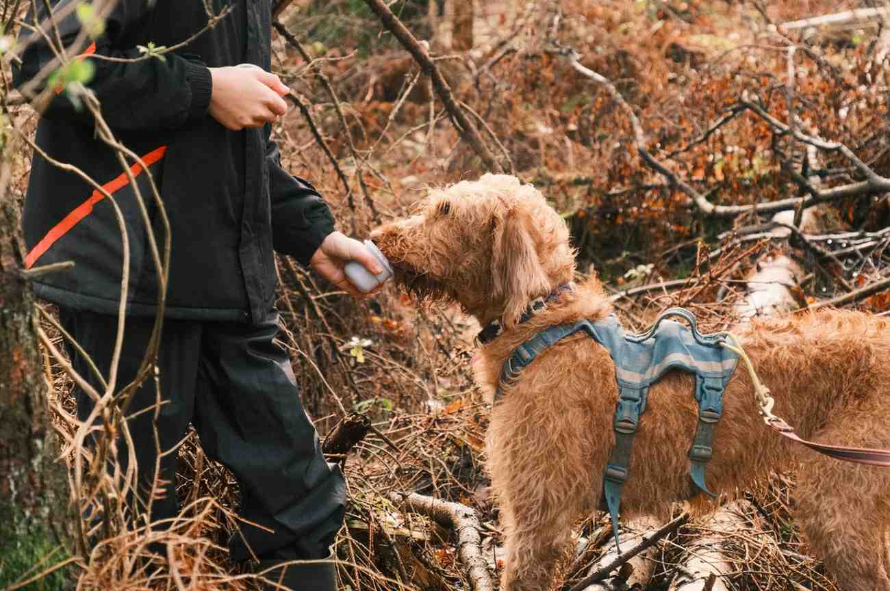 Dog receiving reward treat from handler after successful mantrailing find