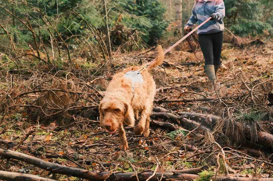 Wire-haired Vizsla following scent trail through branches in mantrailing training