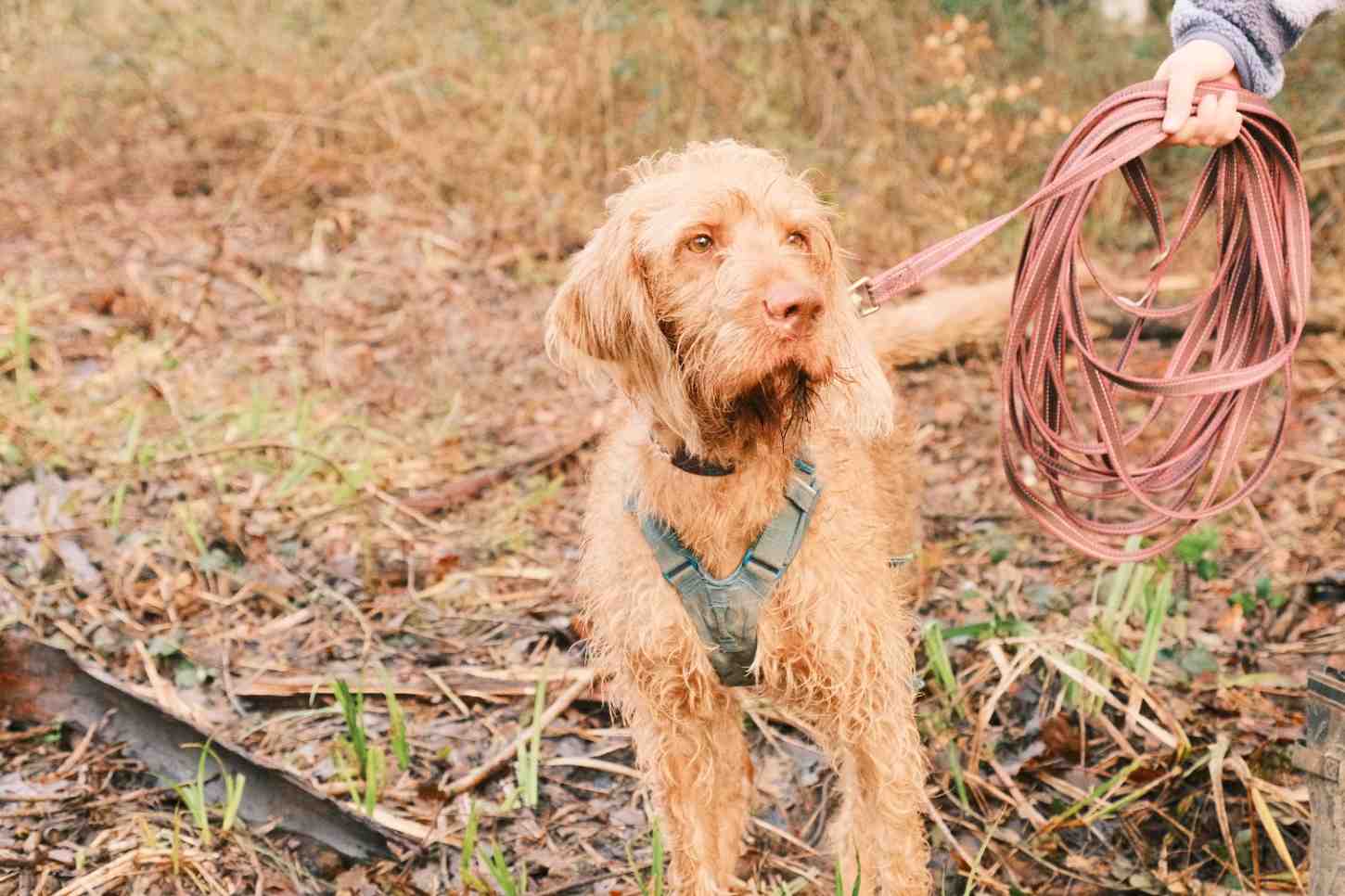 Wire-haired Vizsla ready for mantrailing session with long tracking leash in Wiltshire woodland