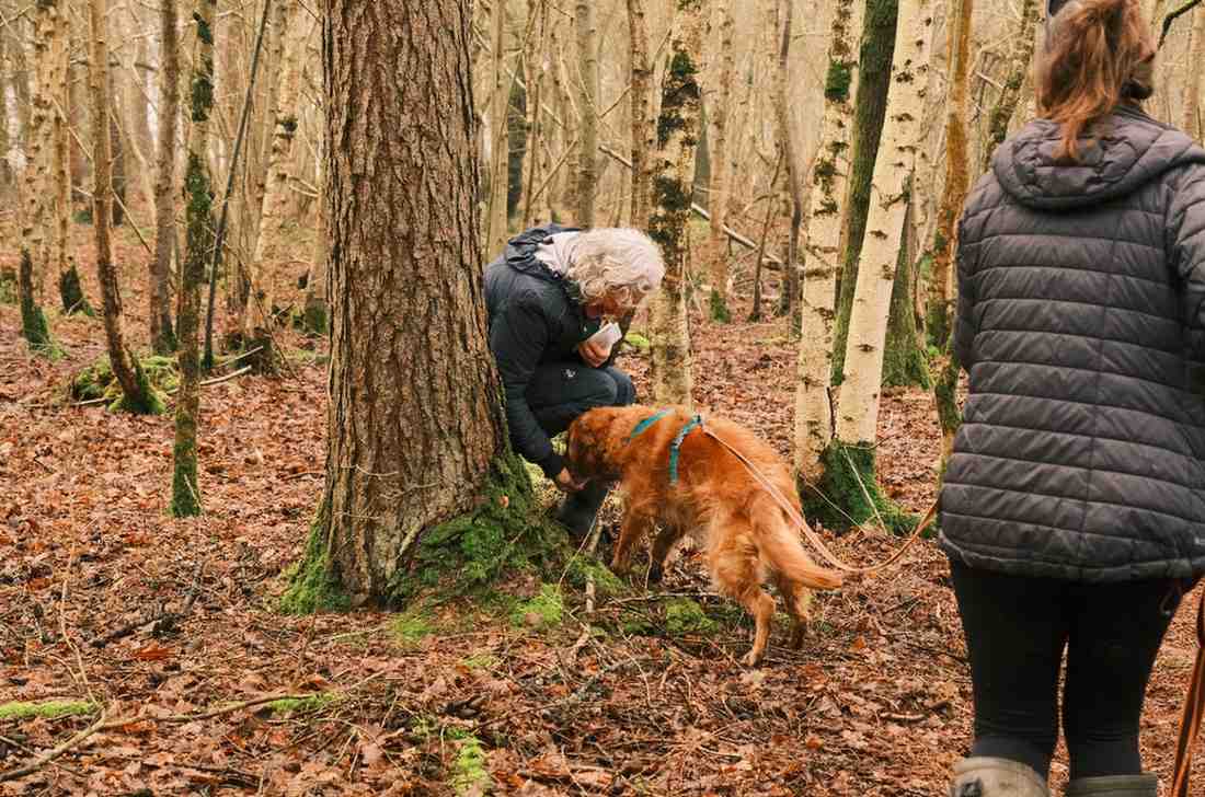 Golden Retriever successfully finding hidden person during mantrailing exercise