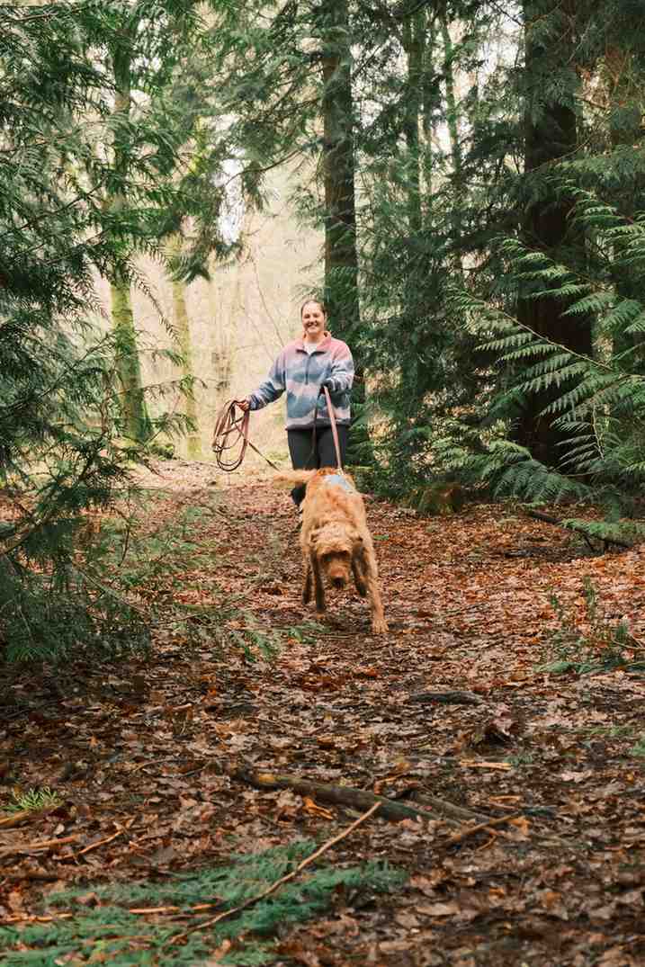 Wire-haired Vizsla running trail through pine forest during advanced mantrailing session
