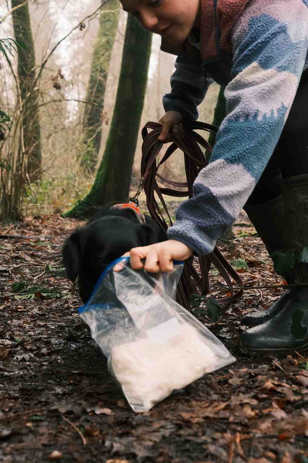 Handler presenting scent article to dog at start of mantrailing trail