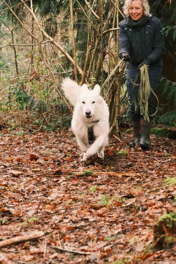 White Samoyed running happily through forest during scent work session in Wiltshire