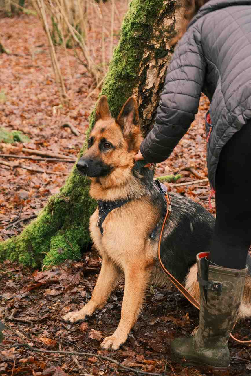 German Shepherd and handler during mantrailing session by mossy tree in Wiltshire countryside