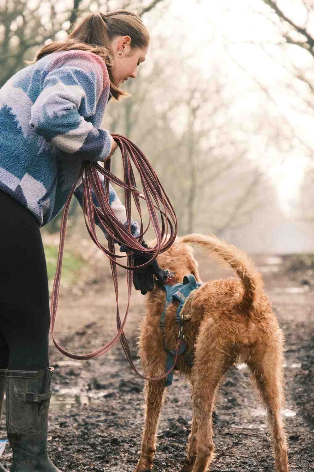 Handler preparing wire-haired dog with tracking harness and long line for mantrailing