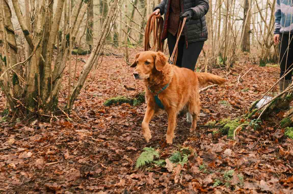 Golden Retriever with handler enjoying autumn mantrailing session near Malmesbury