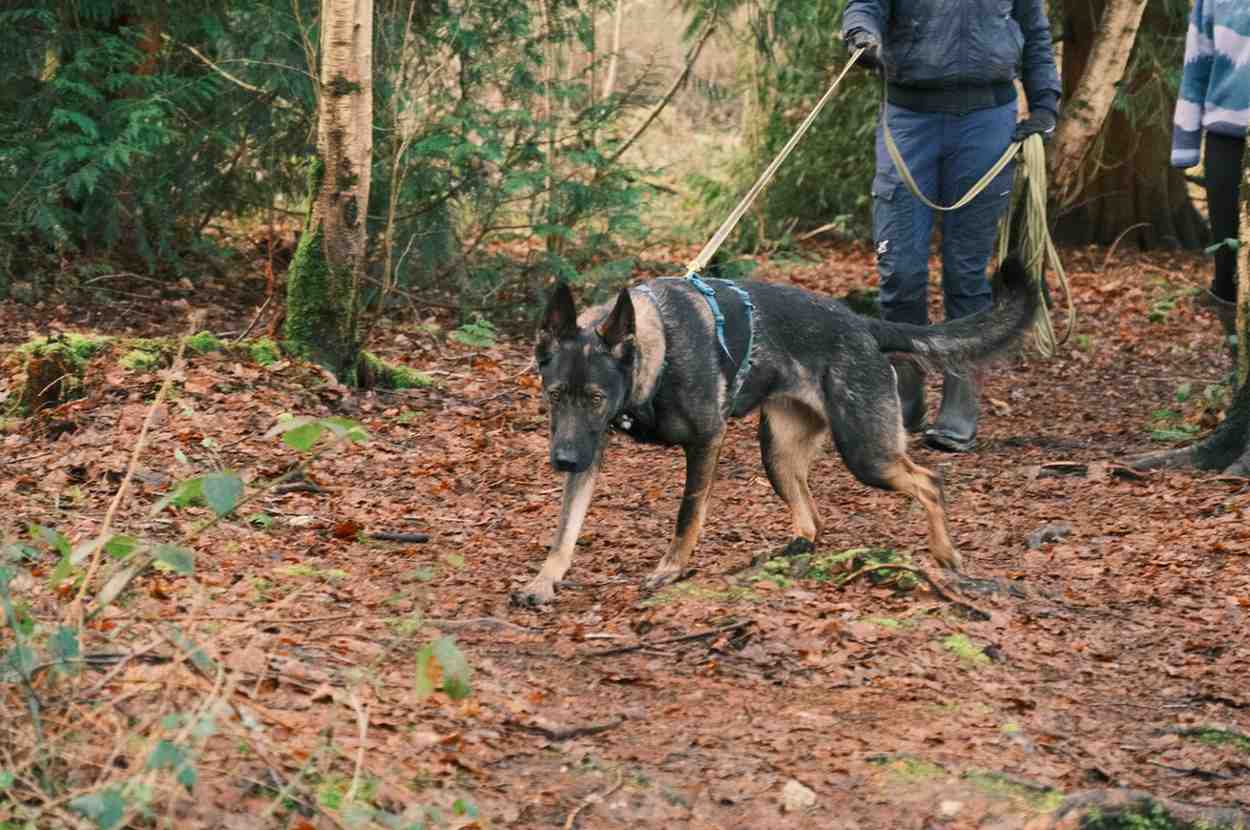 Belgian Malinois tracking human scent on forest trail during Craven Canines session
