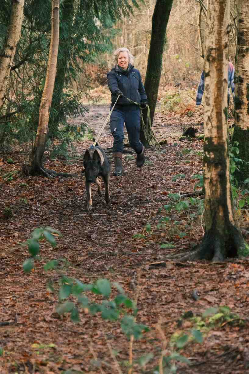 Handler running with dog through woodland mantrailing trail near Malmesbury