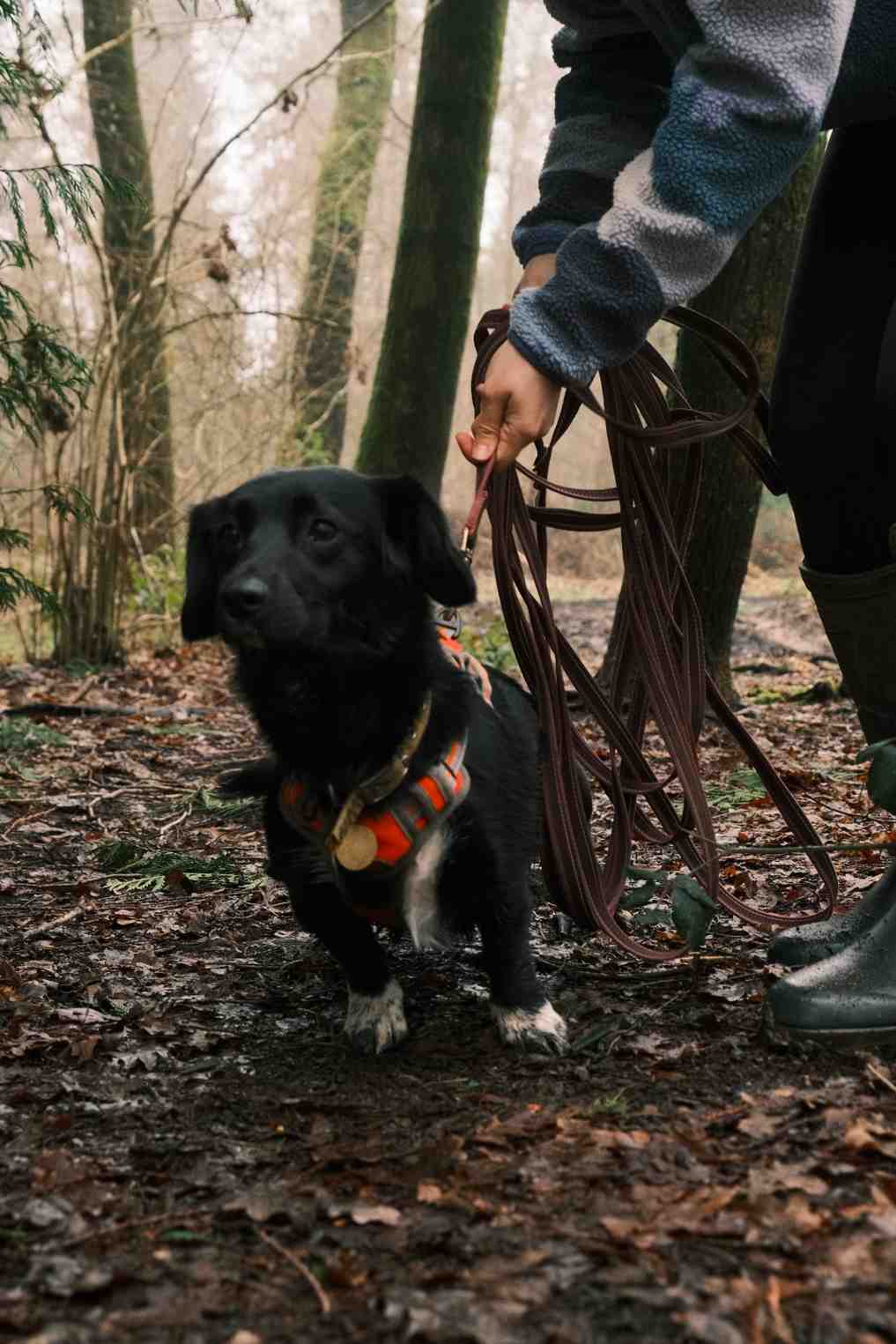 Small black dog with orange tracking harness ready for scent work session