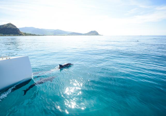 Dauphins à l'étrave du catamaran — rencontre magique en navigation