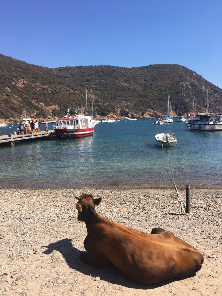 Girolata — vache corse sur la plage face aux bateaux de pêche traditionnels