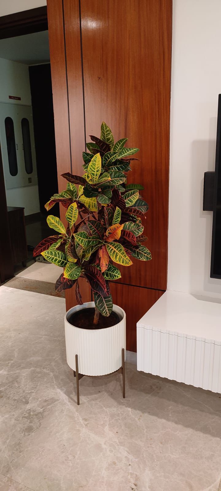 Plant 3