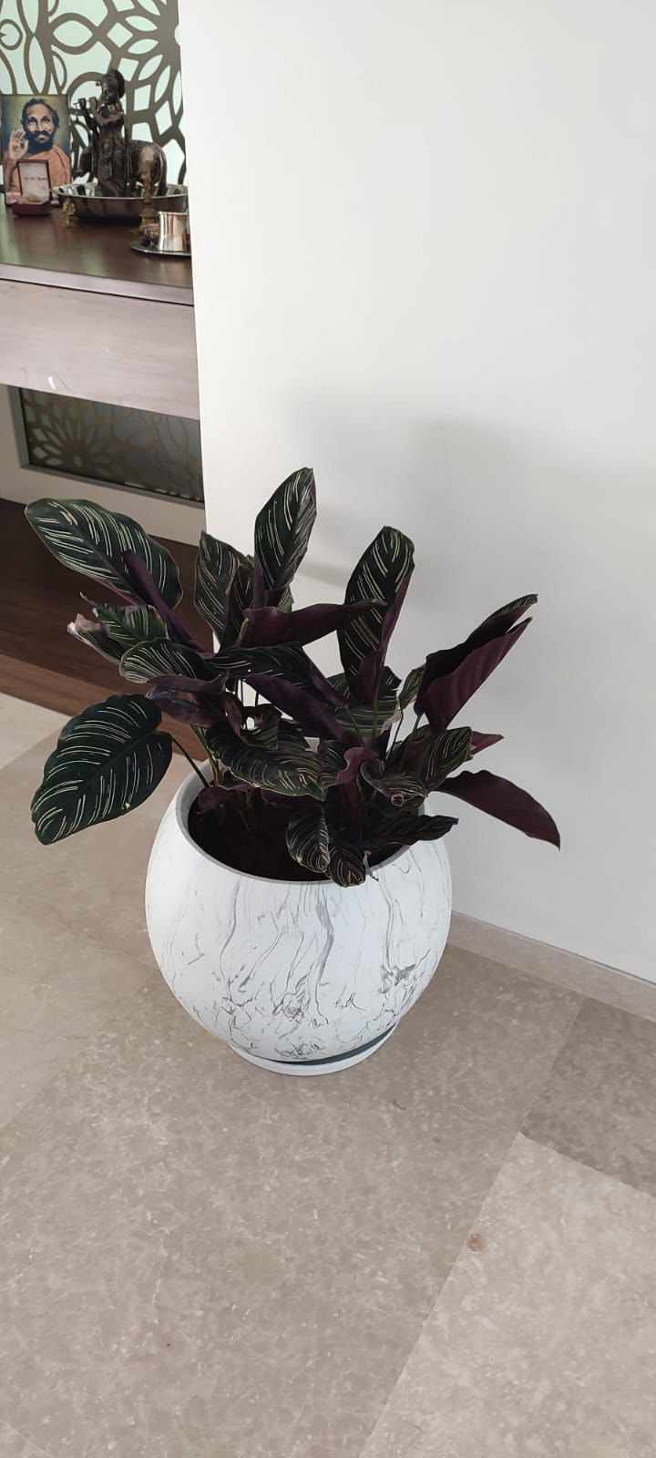 Plant 2
