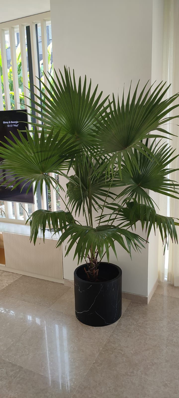 Plant 4