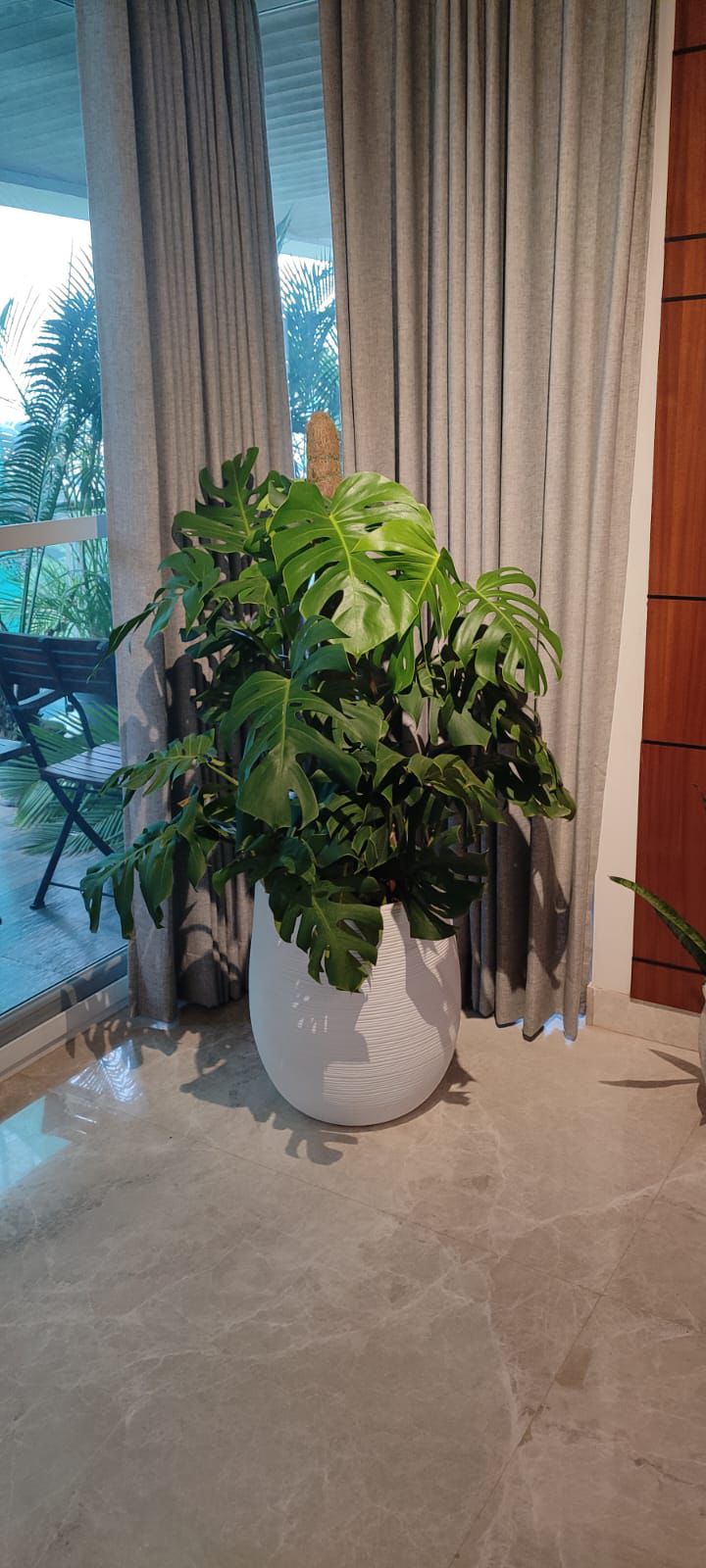 Plant 6