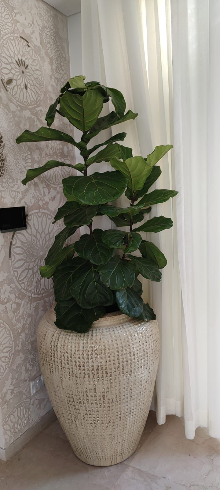 Plant 5
