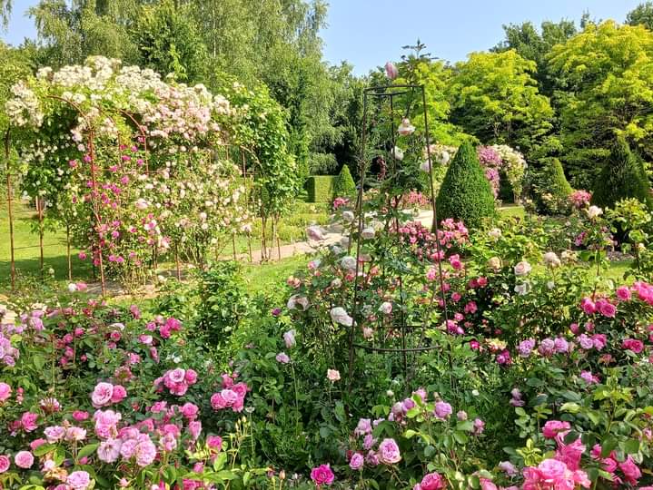 Jardin de Suzanne - rosiers en fleurs
