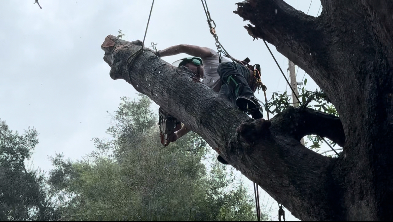 Tree Removal Services