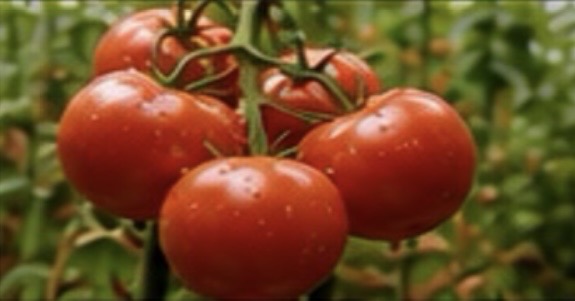 National Agro-Industrial Import Substitution Platform