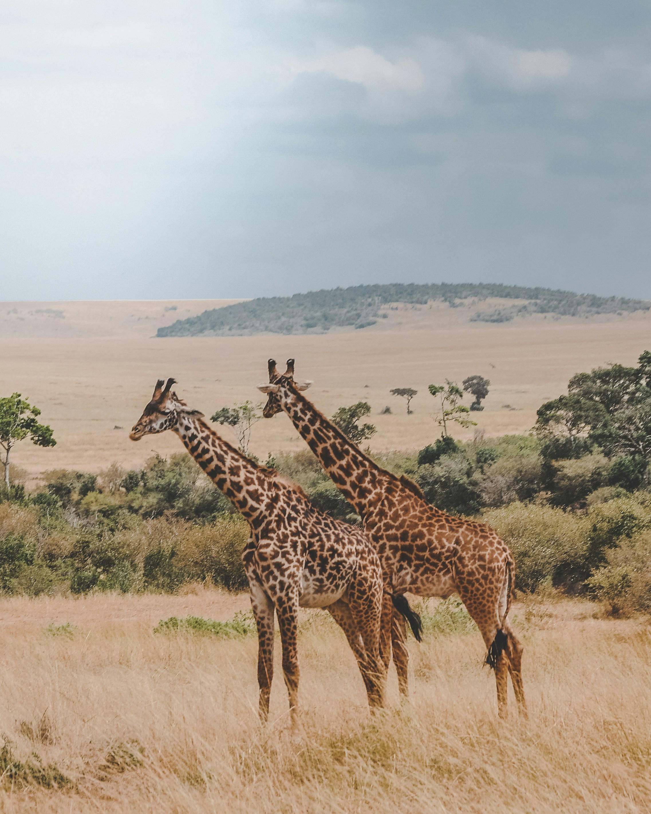 Safari + Zanzíbar