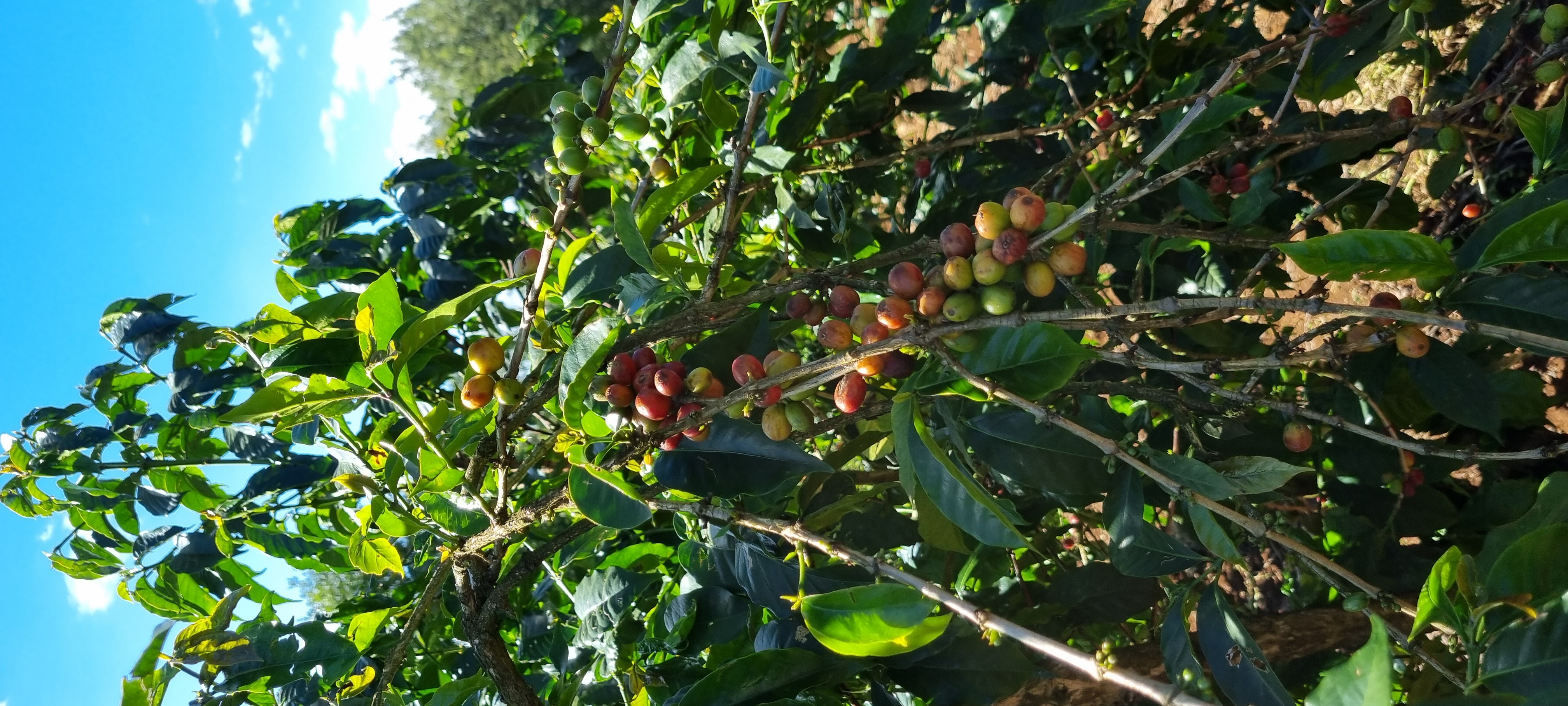 Coffee cherries ripening