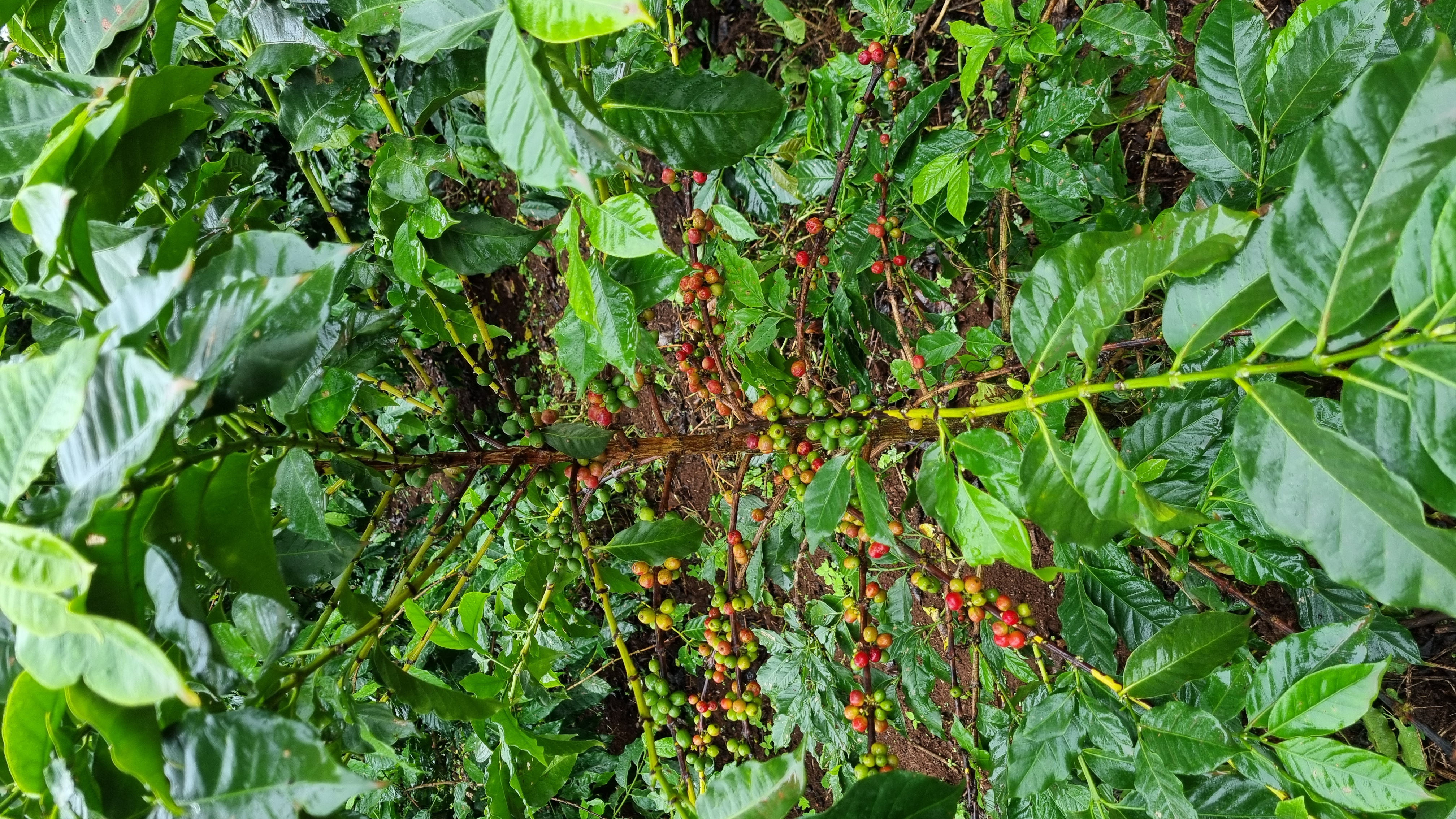 Coffee tree with cherries