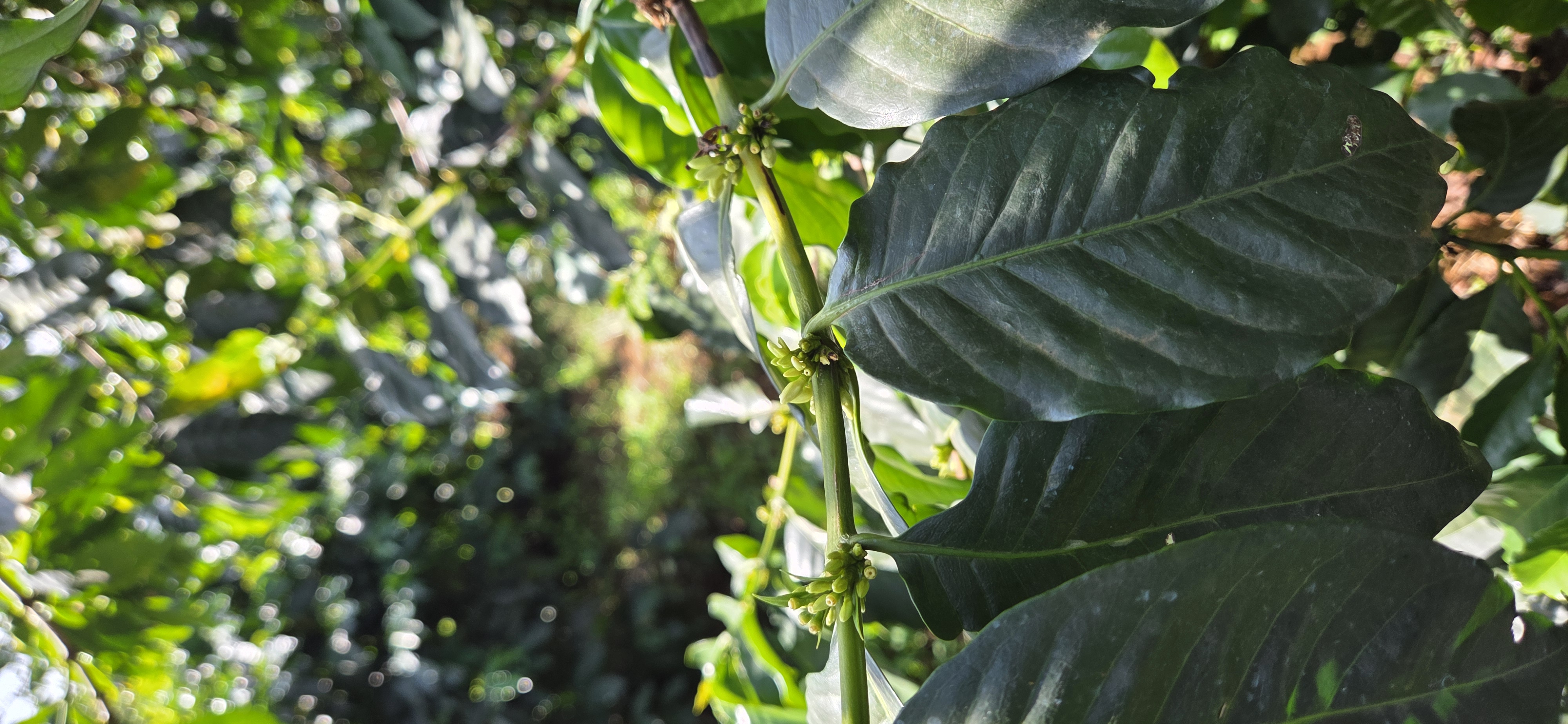 Wanjohi's Farm 5