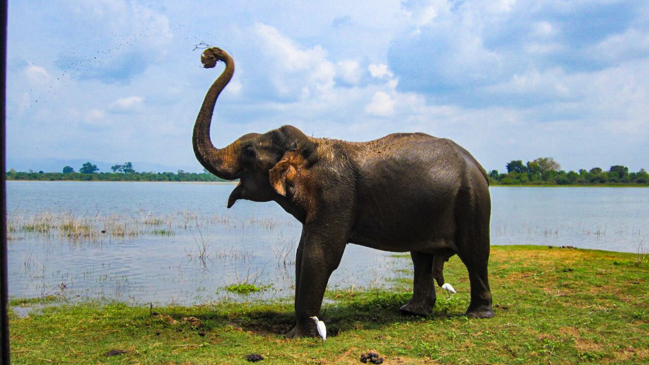 Udawalawe National Park