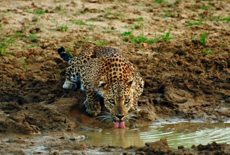 Wilpattu National Park