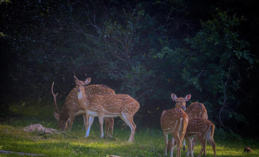 Kumana National Park
