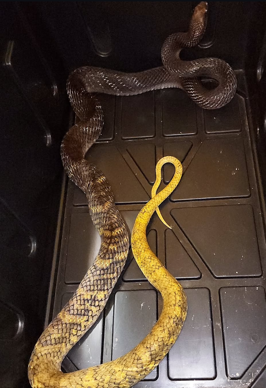 Yellow Tail Cribo