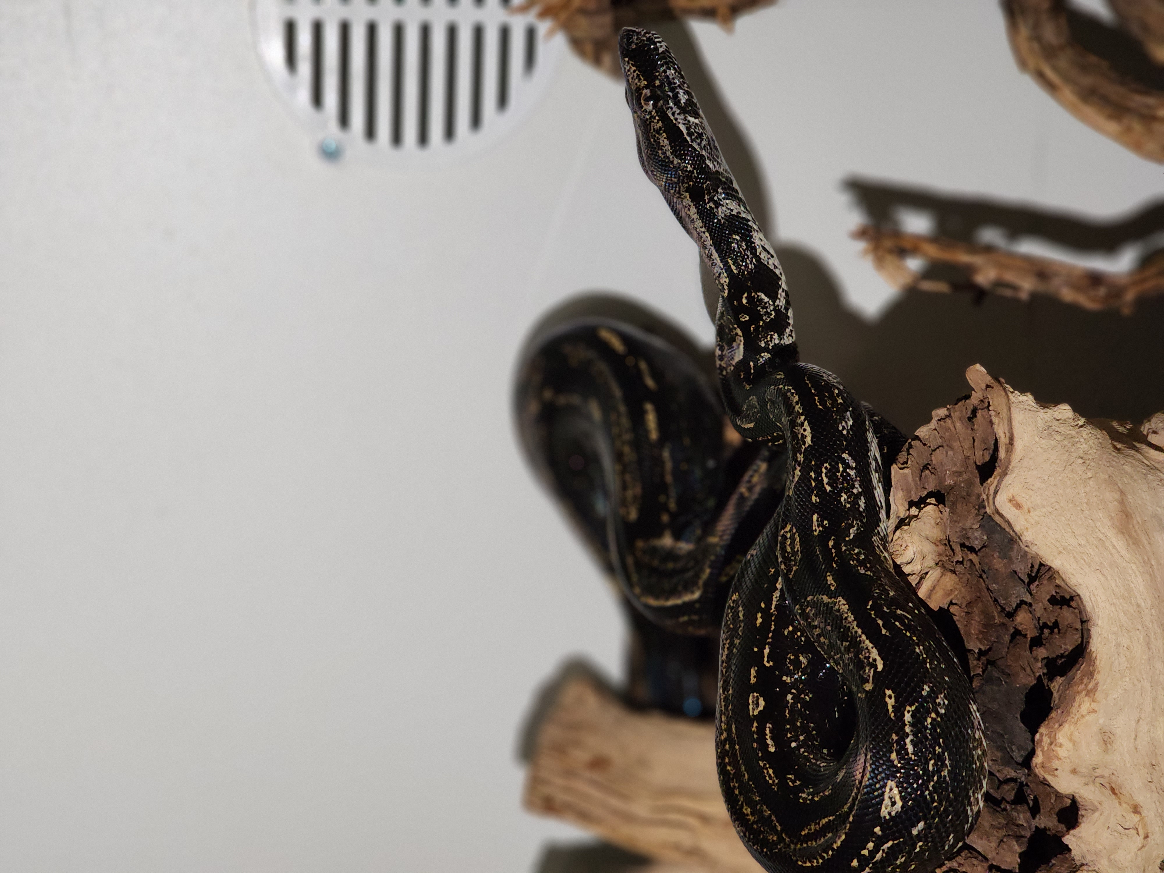 Colombian Boa (Black)