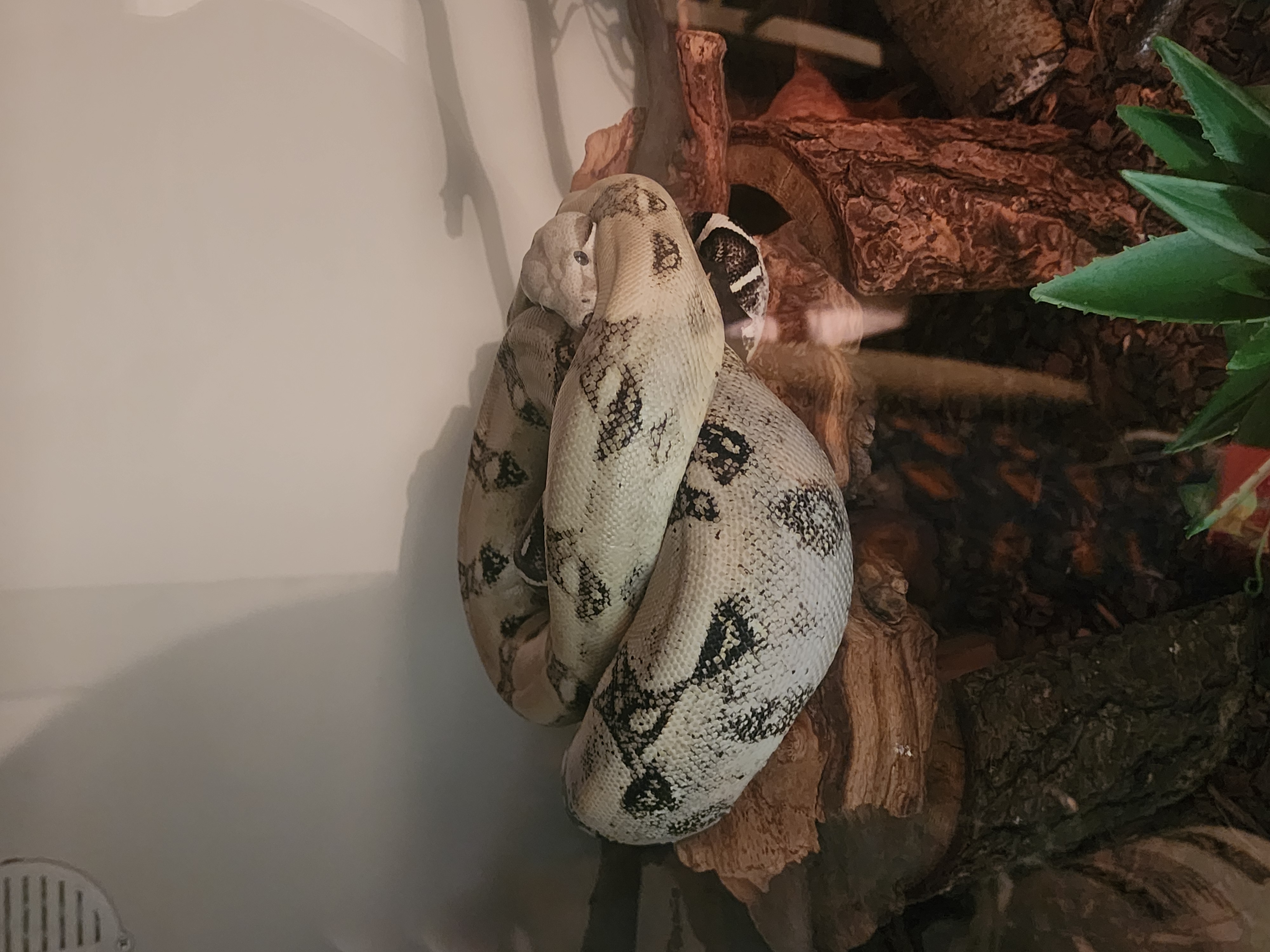 Colombian Boa (Grey)