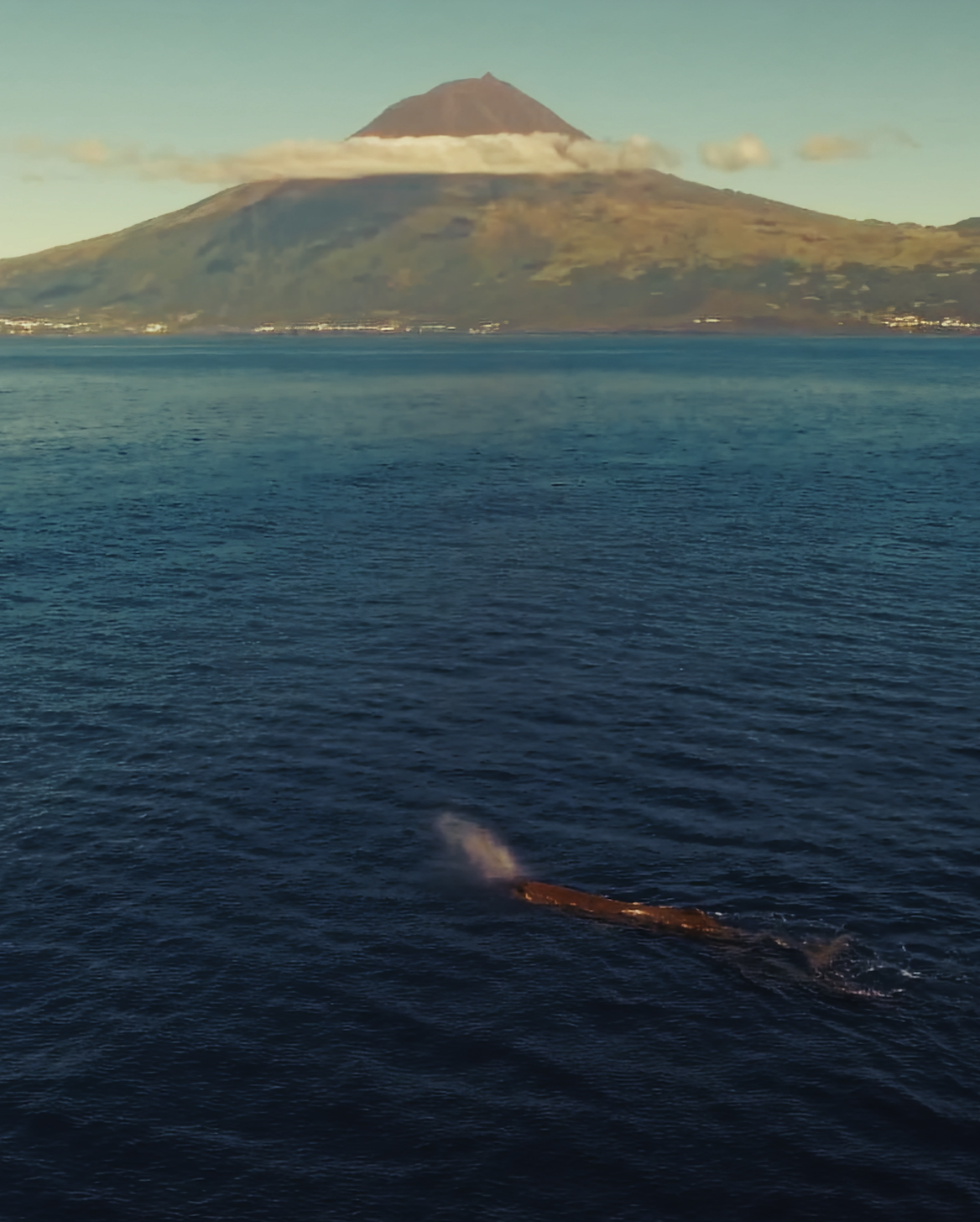 Azores: Meet the Giants